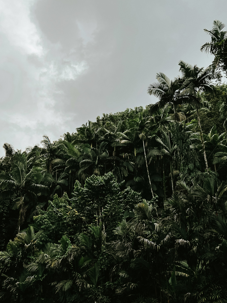 Makaala Farmsteads — Big Island landscape